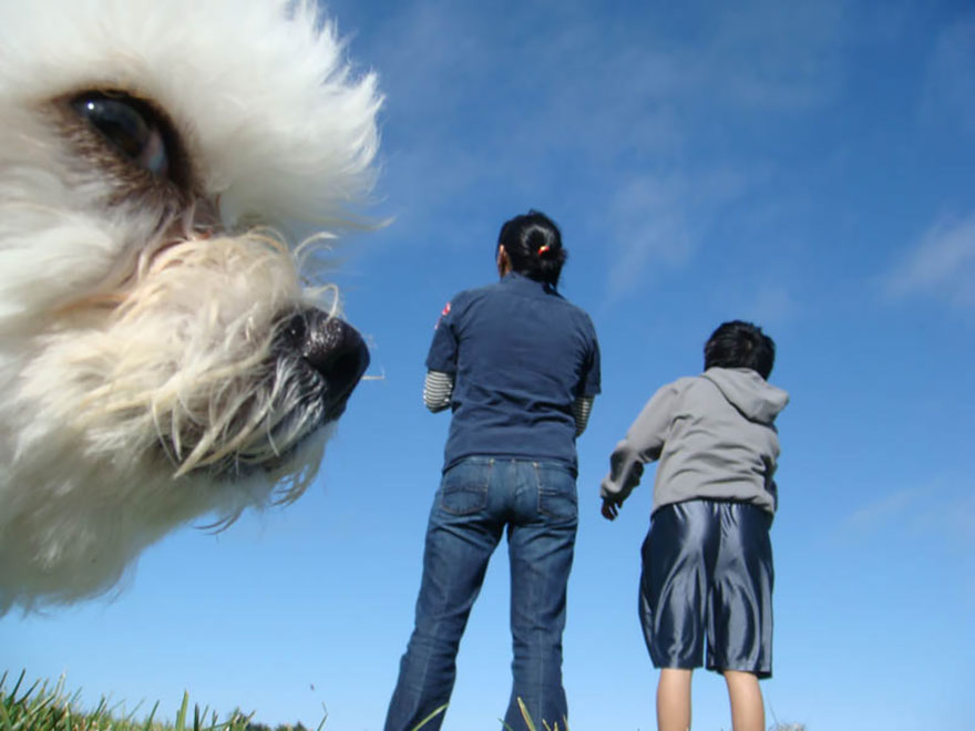 Illustration de l'article : 28 Photos de Vacances Ruinées Par Des Animaux. Qui Peut Garder Son Sérieux Devant Les Deux Dernières ?